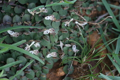 Andrographis serpyllifolia